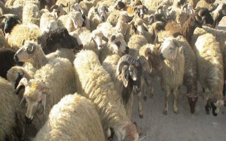 احشام قاچاق در میناب کشف شد