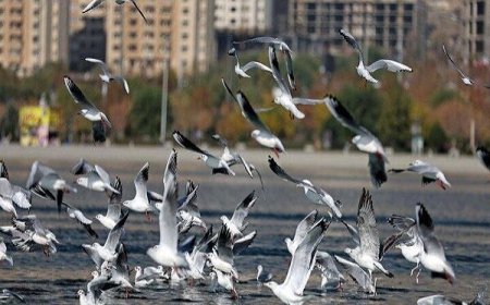 اجرای سرشماری پرندگان مهاجر آبزی و کنار آبزی در کهگیلویه و بویراحمد
