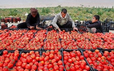 برداشت ۲۴ هزار تن گوجه فرنگی  پاییزه در گچساران