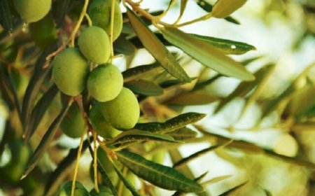 تولید بیش از ۱۹ هزار تن زیتون در فارس