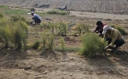 فیلم/آغاز برداشت گیاه مارچوبه در بخش شمیل بندرعباس