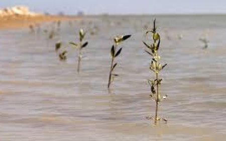 کاشت 30 هزار نهال حرا در خور‌ها و سواحل بندرخمیر