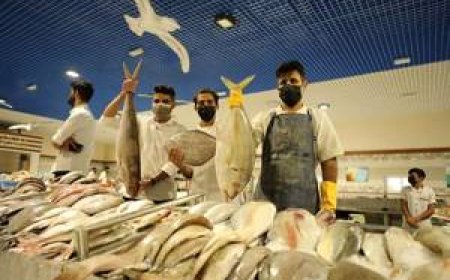 فیلم/بازار ماهی کیش، نماد رونق صید و صیادی و اشتغال ب