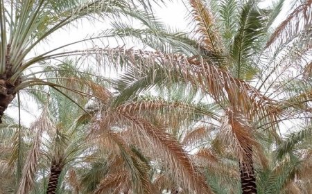 زارع: تکمیل طرح نوین آبیاری در اراضی نخیلات بوشهر تامین اعتبار شد