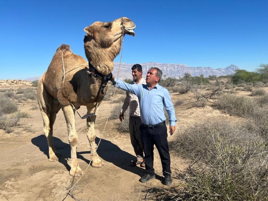 نخستین ردیاب هوشمند شتر با شارژ دوگانه در هرمزگان نصب شد