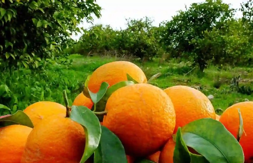 طرح‌های توسعه صنایع تبدیلی مرکبات دزفول حمایت می‌شوند