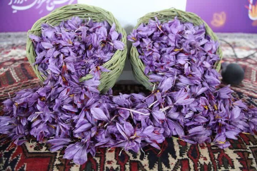 روند رو به رشد تولید طلای سرخ در کهگیلویه و بویراحمد
