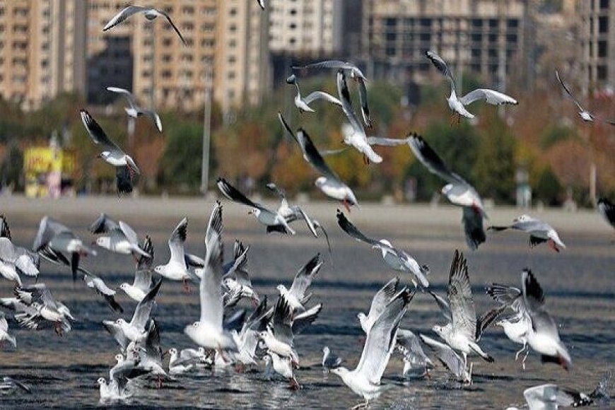 اجرای سرشماری پرندگان مهاجر آبزی و کنار آبزی در کهگیلویه و بویراحمد