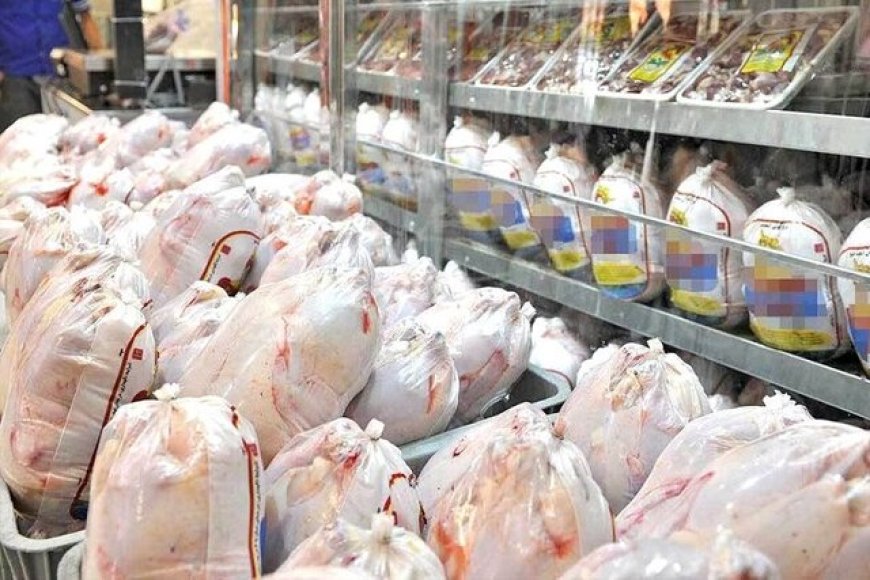 اجرای طرح تولید قراردادی گوشت مرغ در فارس