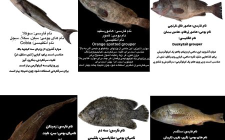 اینفوگرافیک | معرفی شش نوع ماهی جنوب با اسامی بومی