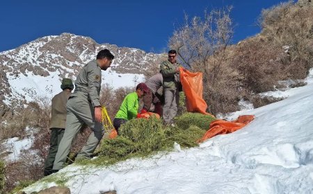 علوفه دهی به کل و بز‌های وحشی در پارک ملی دنا آغازشد