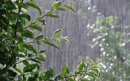 مجموع میزان بارش ها تا صبح امروز ساعت۱۰ در استان بوشهر