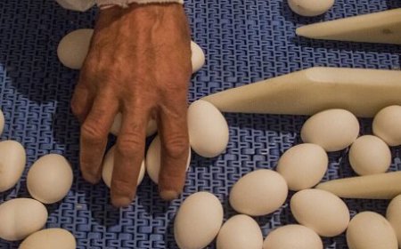 نخستین واحد پرورش مرغ تخم‌گذار هرمزگان در شهرستان بستک افتتاح شد
