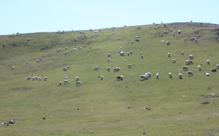 پژوهشگر خوزستانی: تغییرات اقلیمی و چرای بی رویه دام، مراتع استان را تهدید می‌کند