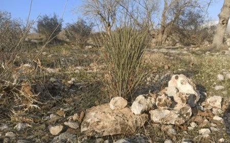 ۱۰۰هکتار اراضی سوخته گچساران دوباره بلوط‌پوش شد