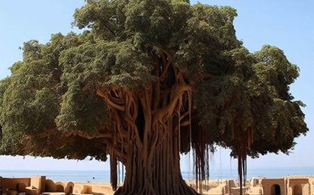 شگفتی زیستگاه درخت مکرزن چابهار
