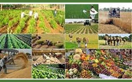نقش صنایع تبدیلی در کاهش ضایعات محصولات کشاورزی