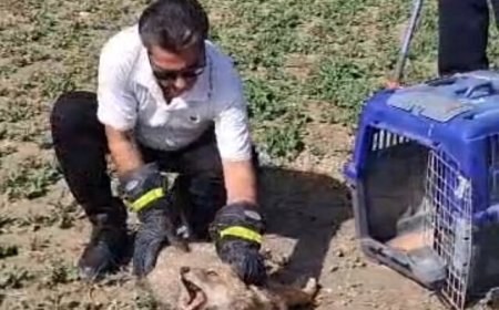 نجات فوری شغال زخمی در فیروزآباد با همت شهروندان