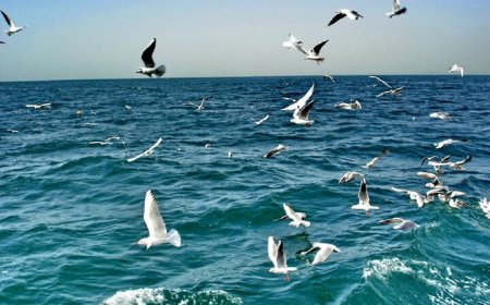 افزایش باد و تلاطم دریا در هرمزگان