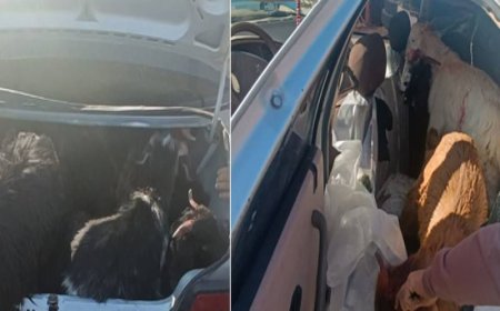 کشف ۴۴ راس دام سبک قاچاق در سپیدان