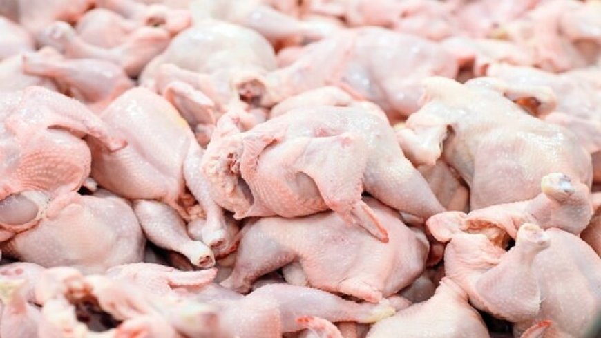 خرید مرغ مازاد در خوزستان برای تثبیت قیمت و حمایت از مرغداران