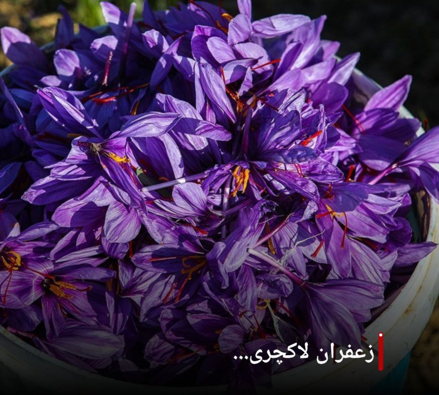 قیمت هر کیلو زعفران، ۲۰۳ میلیون تومانِ ناقابل!