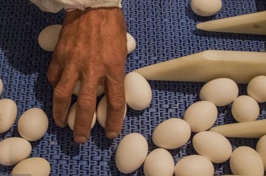 نخستین واحد پرورش مرغ تخم‌گذار هرمزگان در شهرستان بستک افتتاح شد