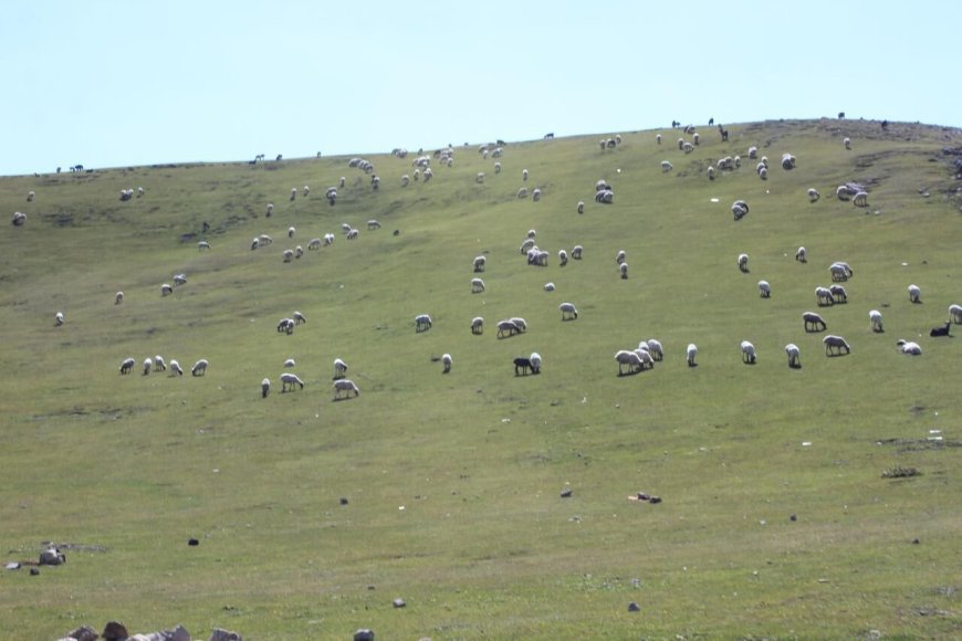 پژوهشگر خوزستانی: تغییرات اقلیمی و چرای بی رویه دام، مراتع استان را تهدید می‌کند