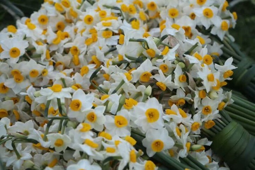 سالانه بیش از ۳ میلیون شاخه گل نرگس در استان بوشهر تولید می‌شود