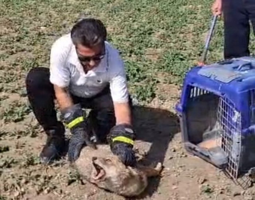 نجات فوری شغال زخمی در فیروزآباد با همت شهروندان