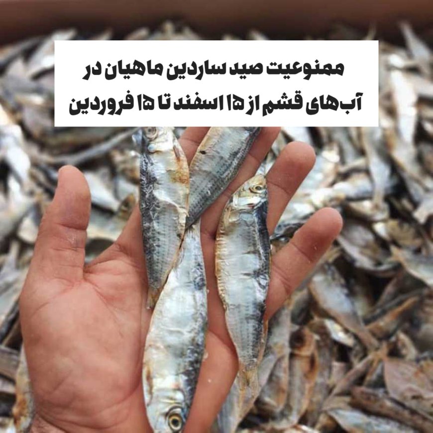 ممنوعیت صید در قشم به مدت یک ماه!
