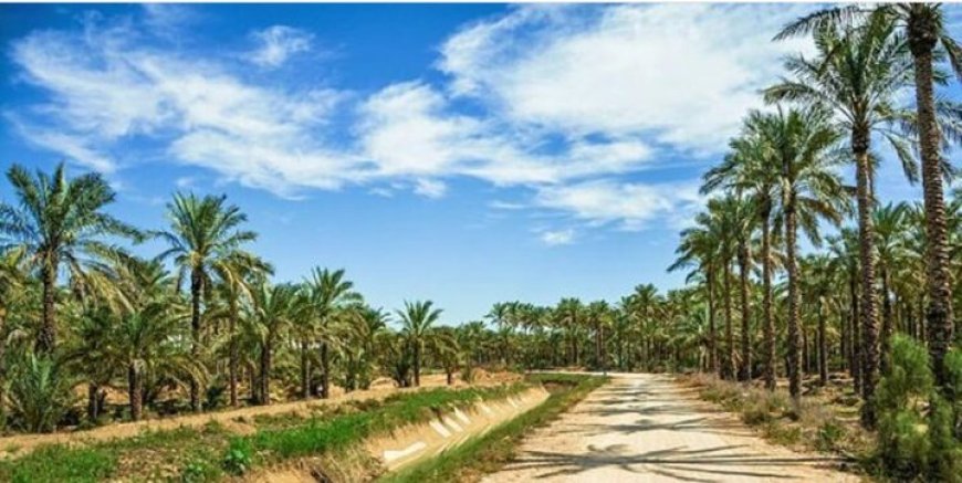 تشنگی نخلستان‌ها زیر آفتاب جنوب؛ مطالبه جدی برای آب پایدار در بوشهر