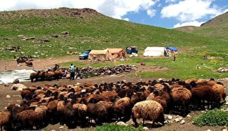 ۱۷۰۰ میلیارد ریال تسهیلات به دامداری‌های فارس اختصاص  یافت