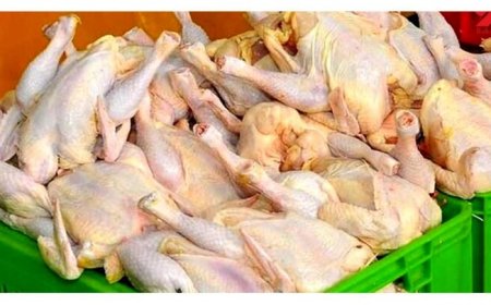 تولید مرغ در میناب با جدیت استمرار دارد