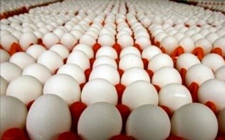 قیمت جدید تخم‌مرغ اعلام شد