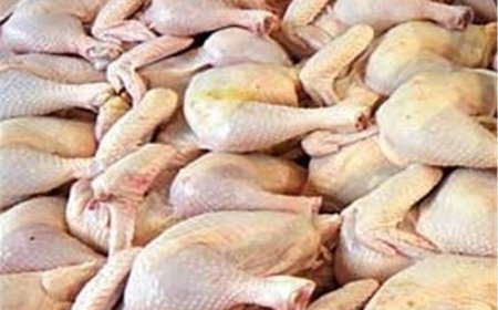 کشف و معدوم‌سازی ۲۵۰ کیلوگرم مرغ تاریخ‌گذشته در یاسوج