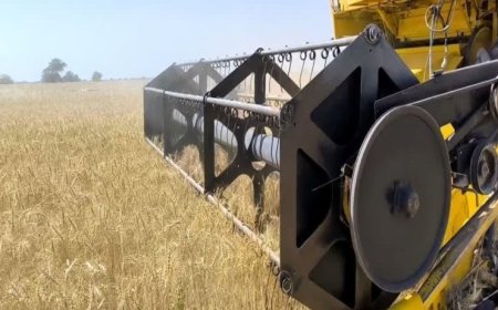 آغاز برداشت گندم از مزارع استان بوشهر از اوایل اردیبهشت