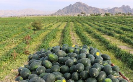 پیش بینی برداشت ۳۰ هزار تن هندوانه بهاره در شهرستان جاسک