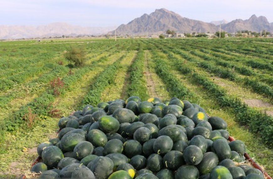پیش بینی برداشت ۳۰ هزار تن هندوانه بهاره در شهرستان جاسک