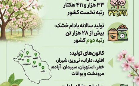 چغاله بادام فارس نوبرانه بهاری با ۵۵ تُن صادرات سالانه
