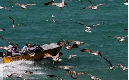 جابجایی ۲۲۹ هزار گردشگر به جزایر