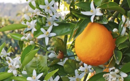 پیشتازی فارس در تولید بهار نارنج؛ میراث ۵۰۰ ساله شیراز به مرحله برداشت رسید