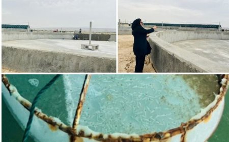 به‌روزرسانی زیرساخت‌های پرورش میگو در استان بوشهر