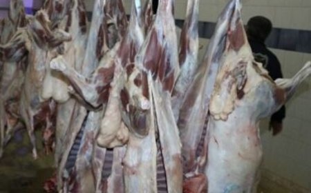 تولید ۷۲ هزار تن گوشت قرمز در فارس