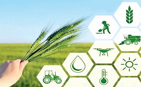 رگ امنیت غذایی فارس در تولید غلات