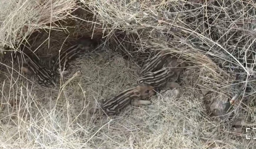 ثبت تصاویر ۵ قلوزایی حیات وحش در پارک ملی دنا