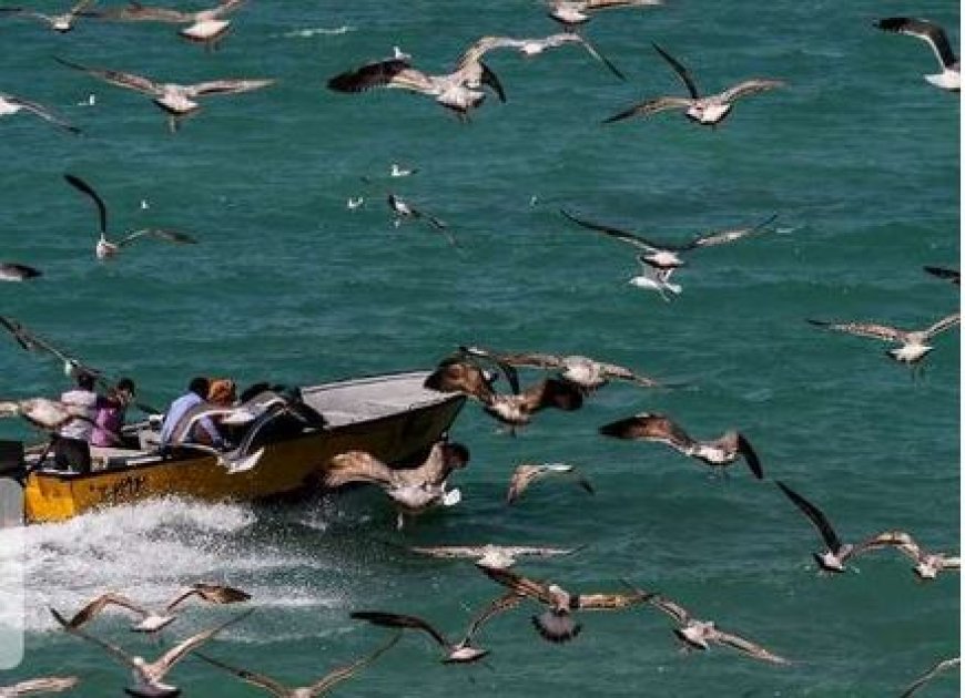 جابجایی ۲۲۹ هزار گردشگر به جزایر