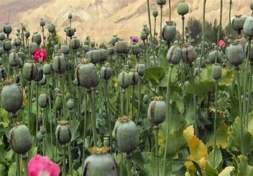 امحای 3 هکتار مزرعه غیرمجاز خشخاش در اندیمشک