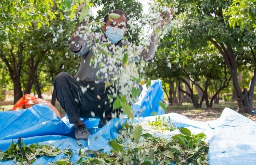 بهار نارنج شیراز؛ اسیر نگاه سنتی یا گمشده در زنجیره فرآوری