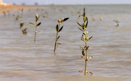 کاشت ۸ هزار نهال حرا در بوشهر با مشارکت تشکل‌های محیط‌زیستی
